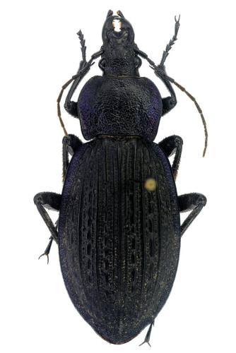 Réf. 295 994 : Carabus rugosus rugosus
